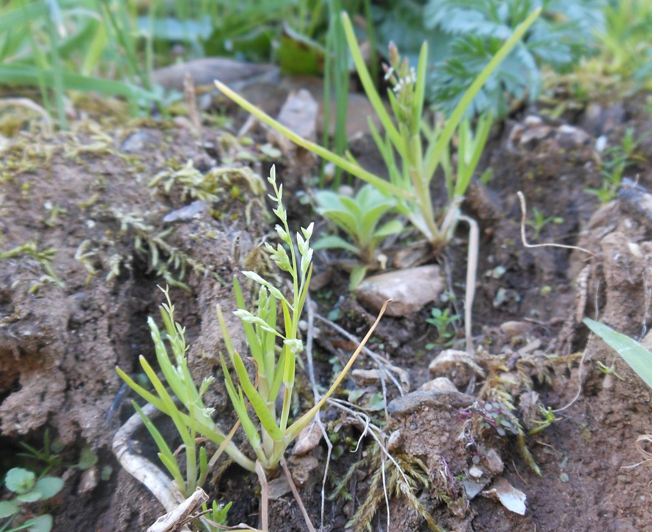 Poa infirma Kunth / Fienarola minore